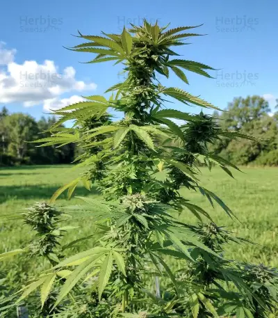 Cookies Gelato Seeds (Royal Queen Seeds)
