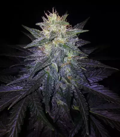 Deep Blue C F2 Auto feminized seeds