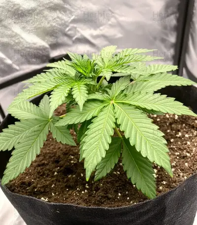 Diesel Seeds