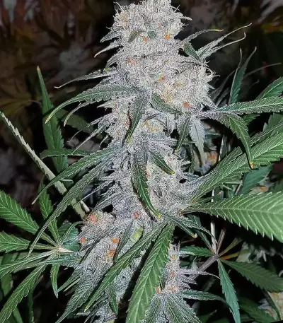 Double Black (G13 Labs)