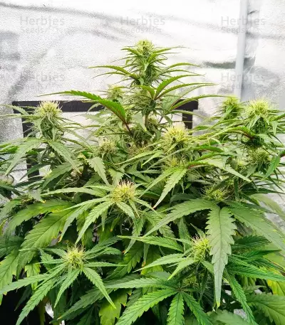 Durban Poison Seeds (Humboldt Seed Company)
