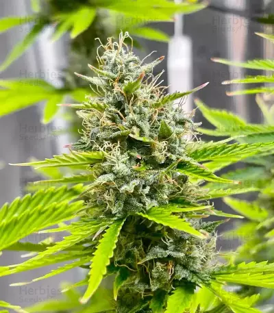 Sementes Feminizadas de Durban Poison Autoflower (Seedkeepers)