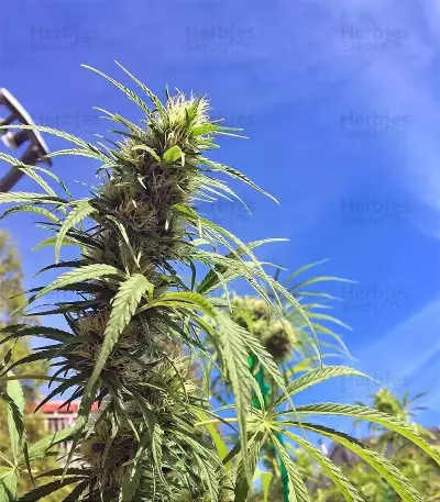 Graines de cannabis Ethiopian Regular (Ace Seeds)