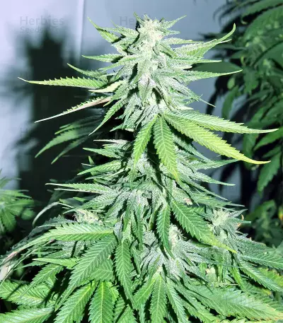 Fruity Juice Seeds