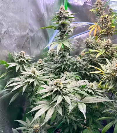 G13 Genius Seeds (Brothers Grimm Seeds)
