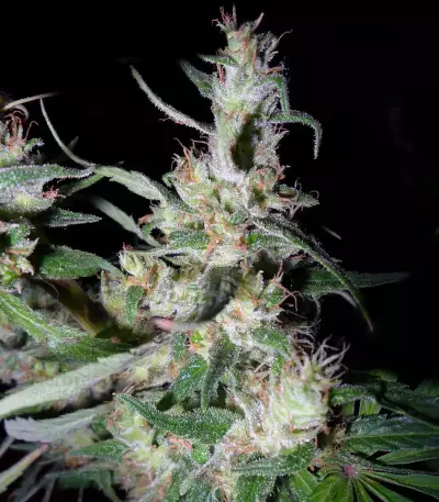 Hawaiian Snow x Amnesia x Face Off Seeds