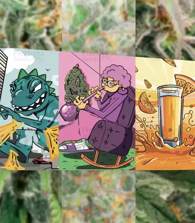 Graines féminisées de l’Heavy Kickers Mix (Herbies Seeds)
