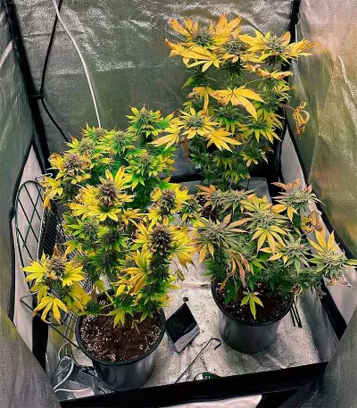Semi Femminizzati Mimosa (Herbies Seeds)