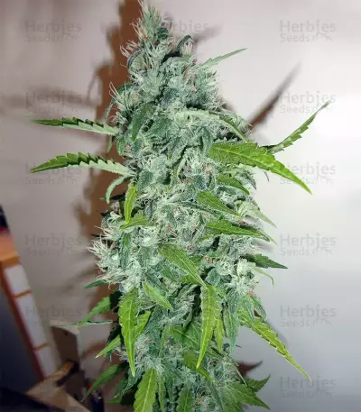 Nevil Bilbo Auto (Genehtik Seeds)