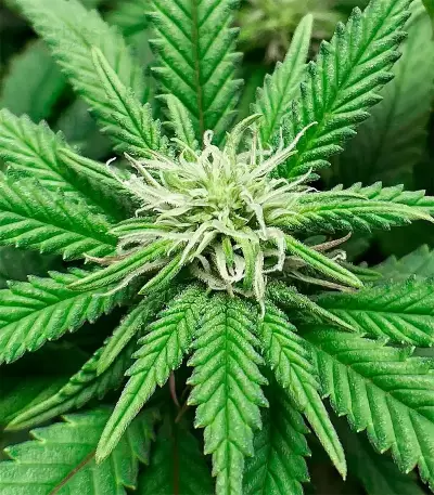 Northern Lights