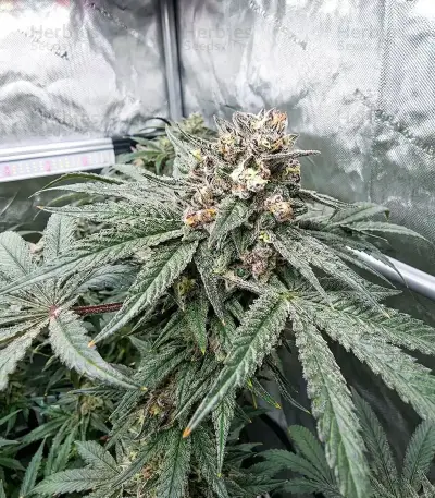 Papaya Sherbet Seeds