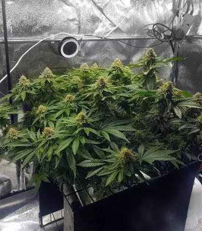 Pineapple Chunk feminized seeds
