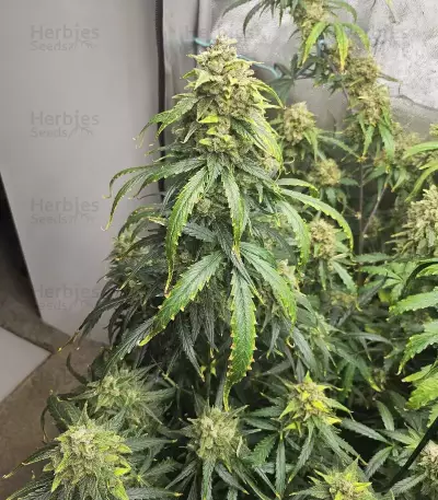 Pineapple Runtz Auto (Ethos Genetics)