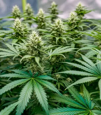 Graines de cannabis Power Bud (Blackskull Seeds)
