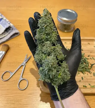 Power Plant Auto Seeds