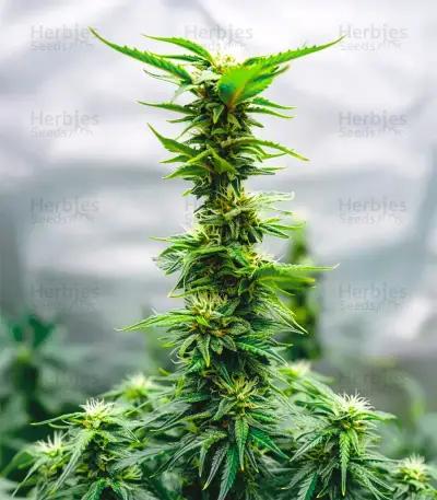 Purple Haze Fem Seeds