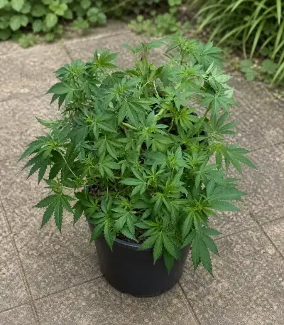 RS11 x Banana OG Seeds (Barney's Farm)