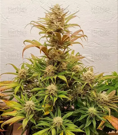Section 781 Autoflowering Seeds (Blimburn x Herbies)