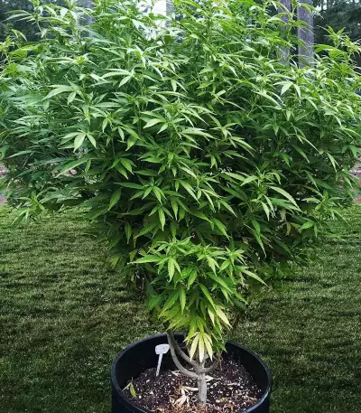 Sensi Skunk Seeds