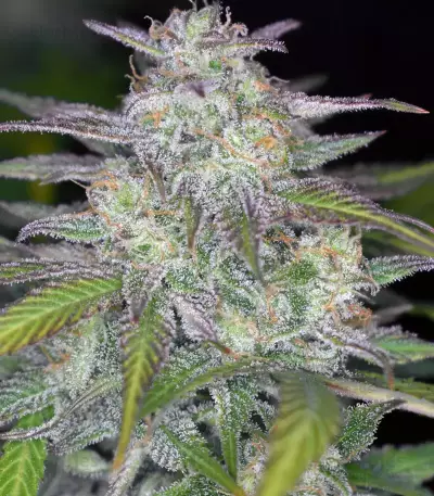Smoothie Auto (Fast Buds)
