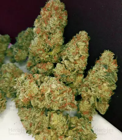 Speed Haze (Blackskull Seeds)
