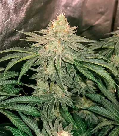 Air Lemon (Super Lemon Haze x RS11) Seeds