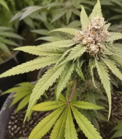 Wonder Pie Seeds (Green House Seeds)