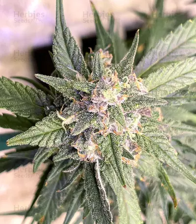 Strawberry Gorilla Auto cannabis strain