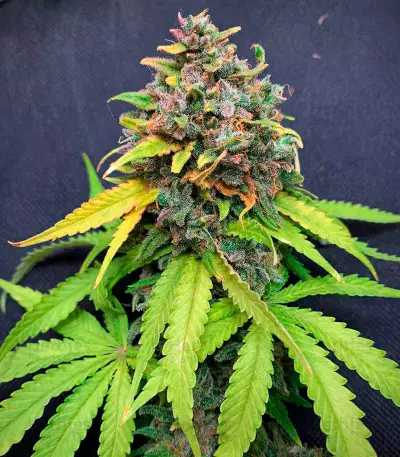 Super Silver Haze Seeds (Green House Seeds)