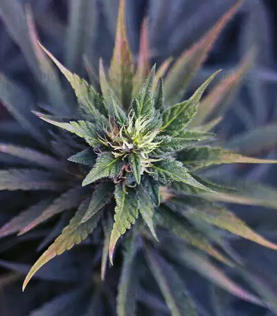 Graines de cannabis Ultra Skunk (Dutch Passion)