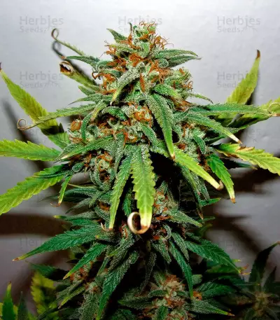 West Coast O.G. Auto Seeds