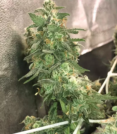 Zombie Death Fuck (BlimBurn Seeds)