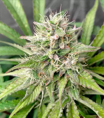 Amnesia Haze (Herbies Seeds)