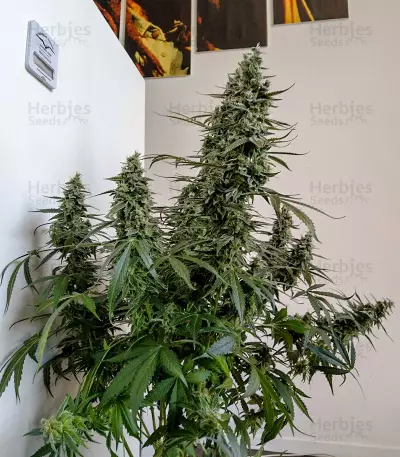 Auto Banana Blaze feminized seeds