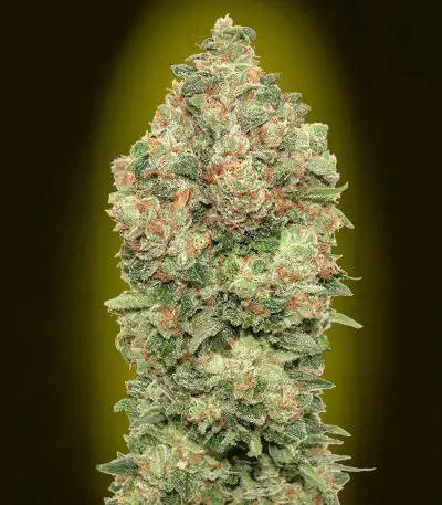 Auto Critical Soma Seeds