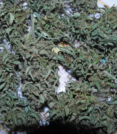 Auto AK XXL strain