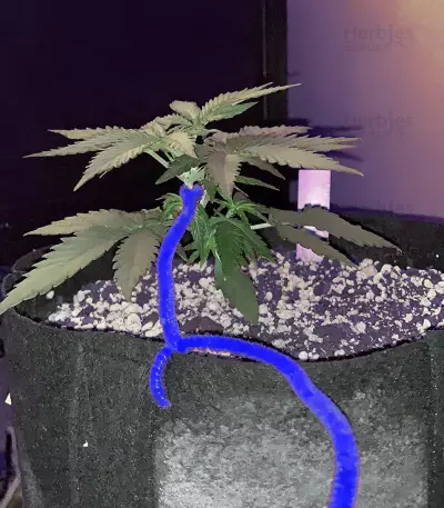 Auto Gelato strain