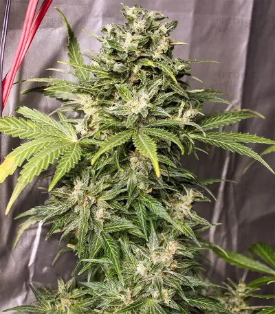 Auto Kaya 47 feminized seeds