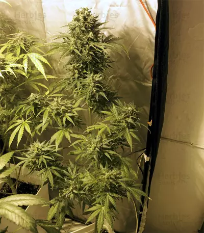 Auto Kaya 47 feminized seeds