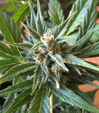 Graines de cannabis Critical 47 Express Auto (Positronics Seeds)