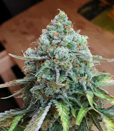 Critical 47 Seeds