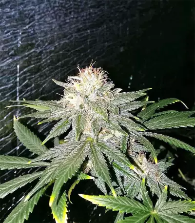 Critical Seeds