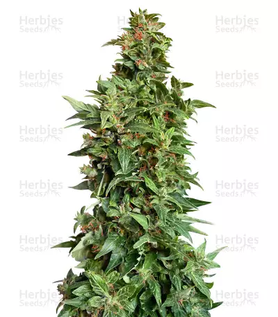 Buy Dinamed Kush CBD Autoflowering feminized seeds
