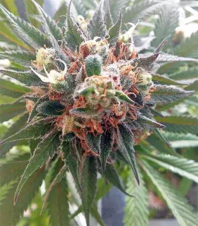 Durban Seeds (CannaBioGen)
