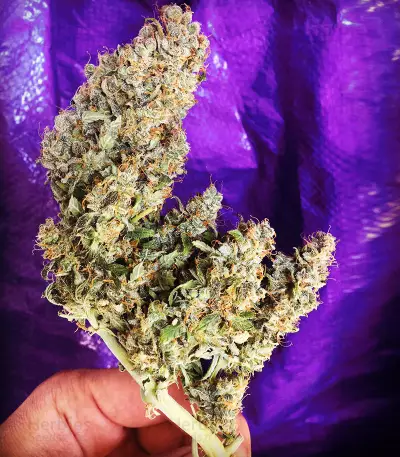 Semi femminizzati Gordomaster Kush