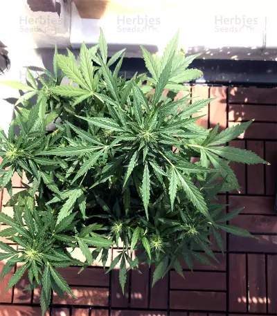 Semi femminizzati Gordomaster Kush