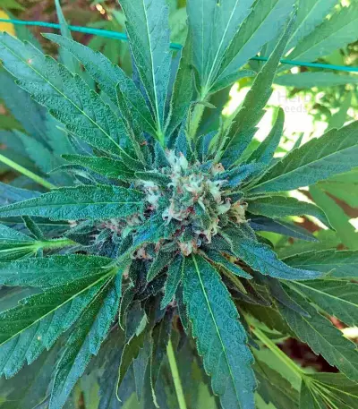 Green Crack (Humboldt Seeds Organization)