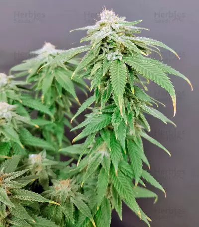 High Mass ASB Giant Auto Seeds