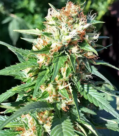 Julies Cookies Seeds