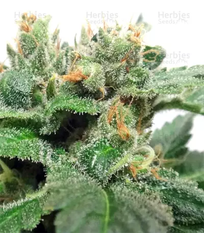 Graines de cannabis Kali China Breeders Pack (Ace Seeds)